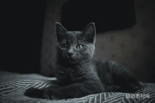 高清摄影 黑猫的宁静时光