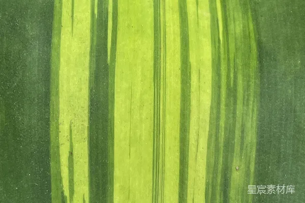 高清摄影 绿色植物叶片特写