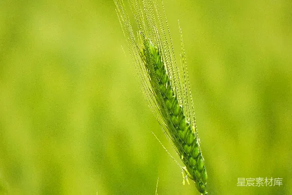 高清摄影 绿意盎然的小麦穗
