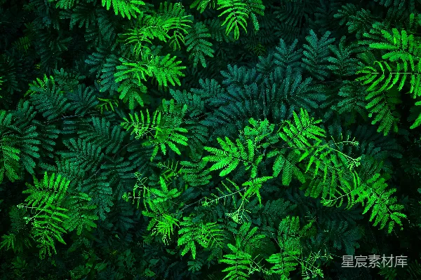 高清摄影 绿色植物纹理