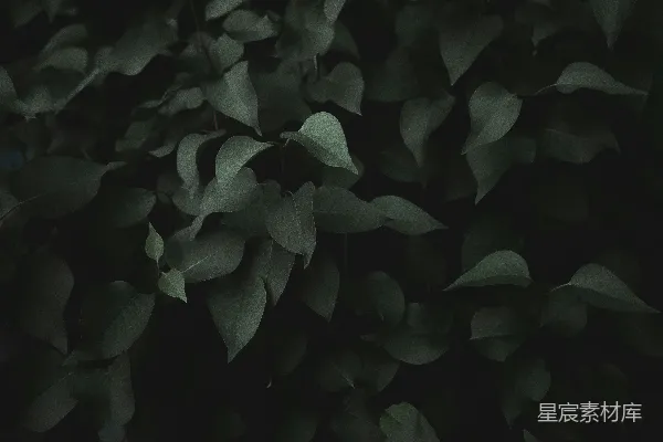 高清摄影 深色背景下的绿叶