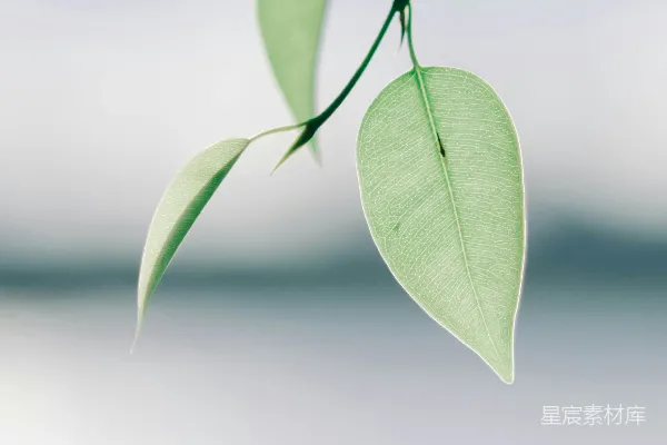 高清摄影 清新的绿叶