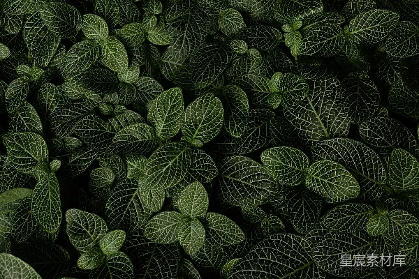 高清摄影 茂盛的绿叶纹理