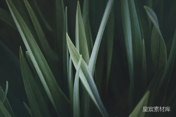 高清摄影 绿色植物的细长叶片