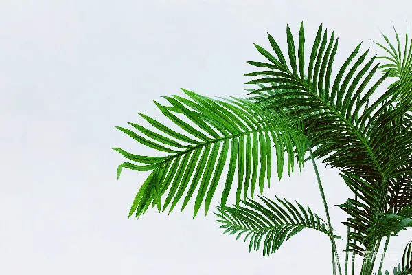 高清摄影 清新绿色植物枝叶