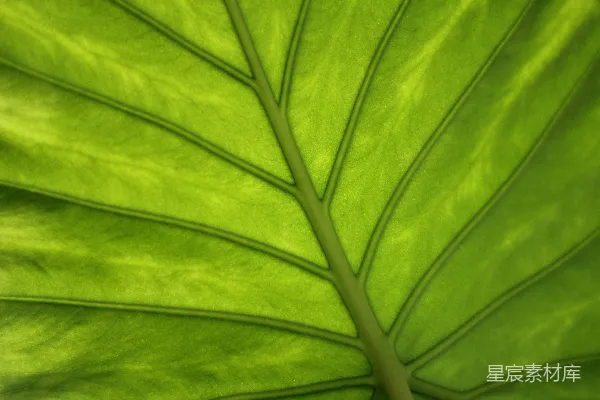 高清摄影 自然的脉络：绿色植物的叶脉特写