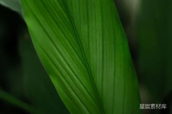 高清摄影 自然的绿意：植物叶子特写