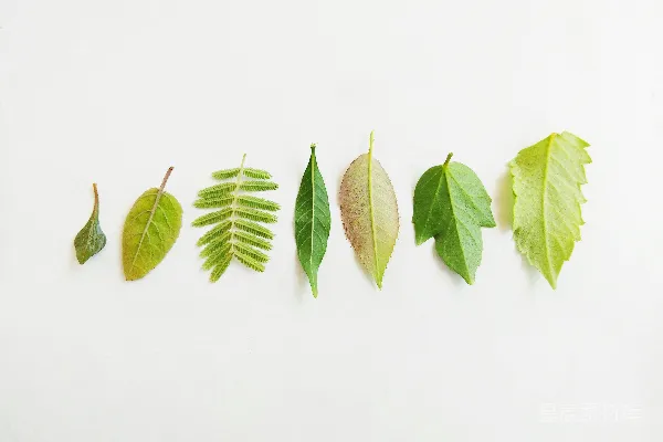 高清摄影 自然的叶子排列