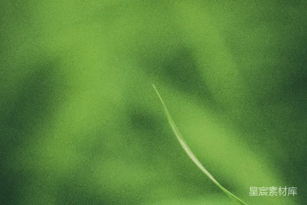 高清摄影 绿色的自然之韵