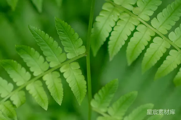 高清摄影 清新嫩绿的蕨类植物特写
