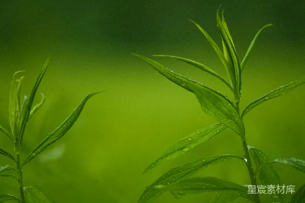 高清摄影 雨后翠绿植物特写