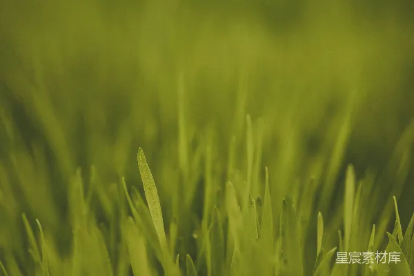 高清摄影 生机勃勃的绿草