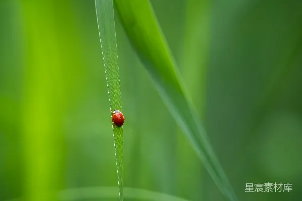 高清摄影 草叶上的瓢虫