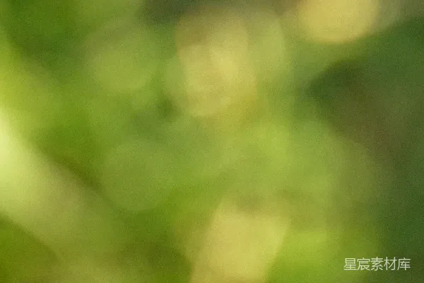 高清摄影 模糊的绿色背景