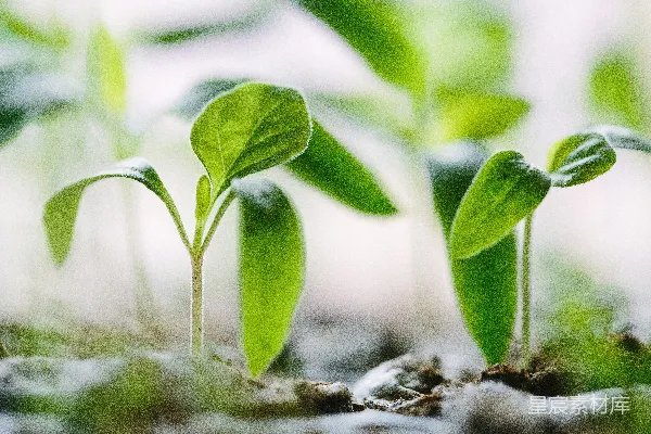 高清摄影 新生的绿意