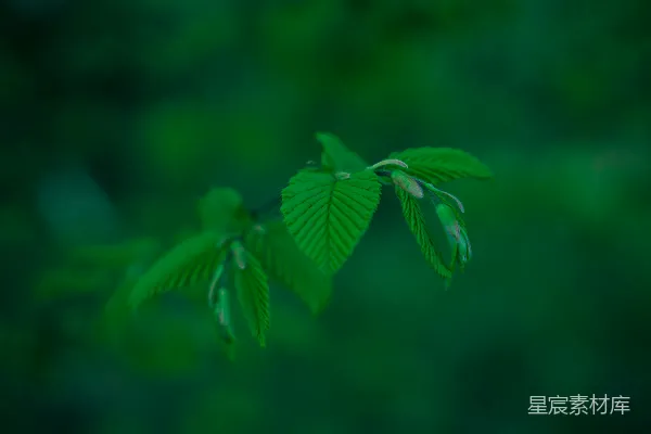 高清摄影 生机盎然的嫩绿叶片
