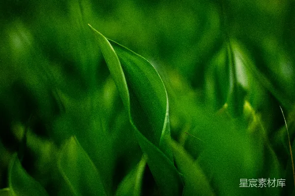 高清摄影 生机盎然的绿色植物