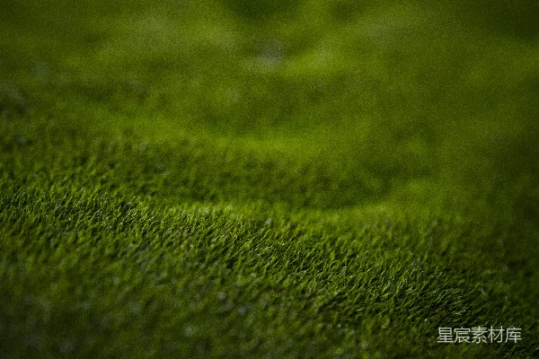 高清摄影 青苔的微光