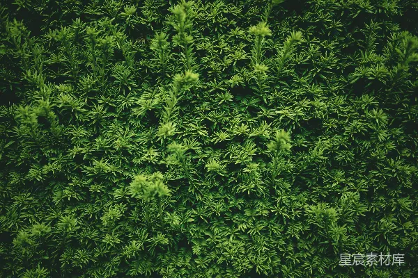 高清摄影 绿植纹理背景