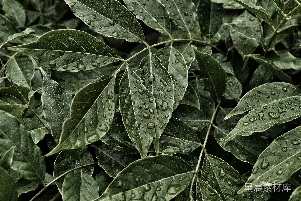 高清摄影 雨后绿叶的清新瞬间