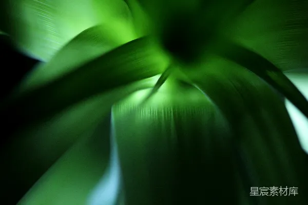 高清摄影 绿色的自然之美