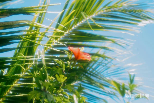 高清摄影 棕榈树下的热带风情