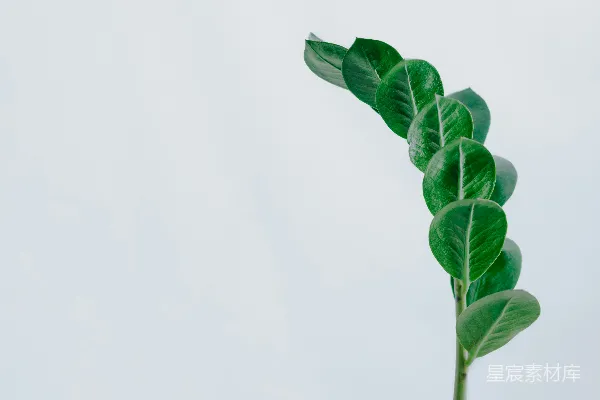 高清摄影 绿色植物枝条特写