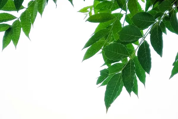 高清摄影 清新绿叶与蓝天
