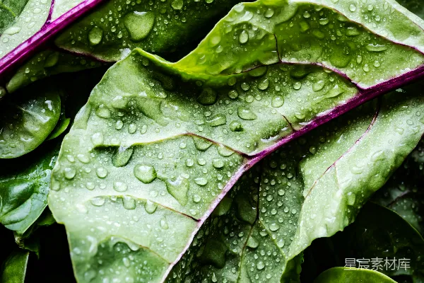 高清摄影 雨后绿叶：自然的清新与活力
