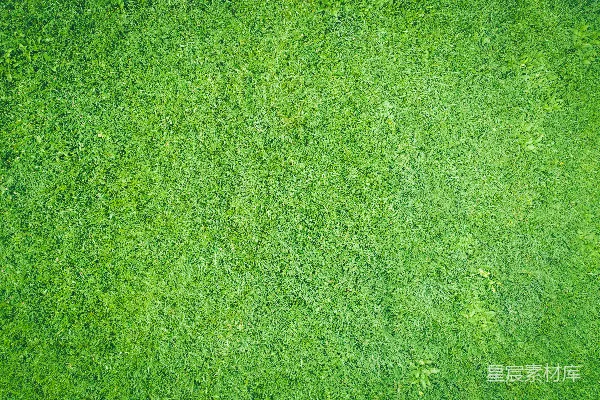 高清摄影 草地纹理