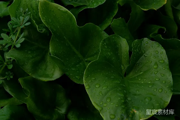 高清摄影 雨后生机勃勃的绿叶