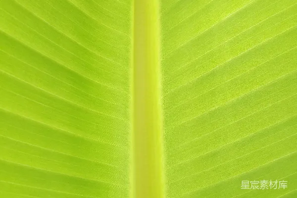 高清摄影 翠绿香蕉叶的自然纹理