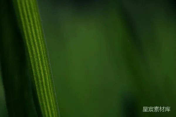 高清摄影 晨光中的绿叶