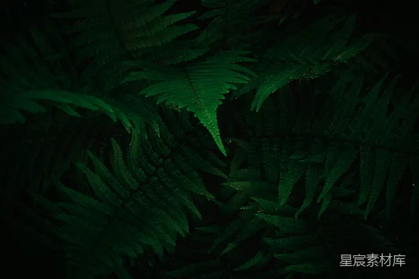 高清摄影 幽暗中的蕨类植物