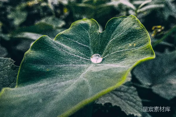 高清摄影 露珠下的绿叶