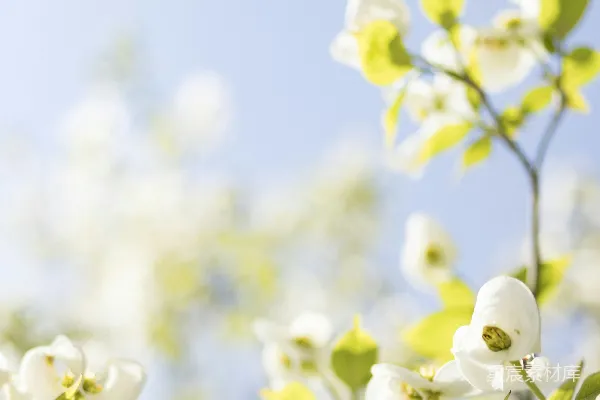 高清摄影 春日白花与绿叶