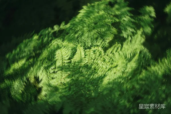 高清摄影 幽暗森林中的绿色蕨类植物