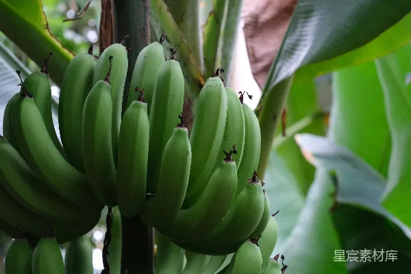 高清摄影 热带风情：生长中的青香蕉