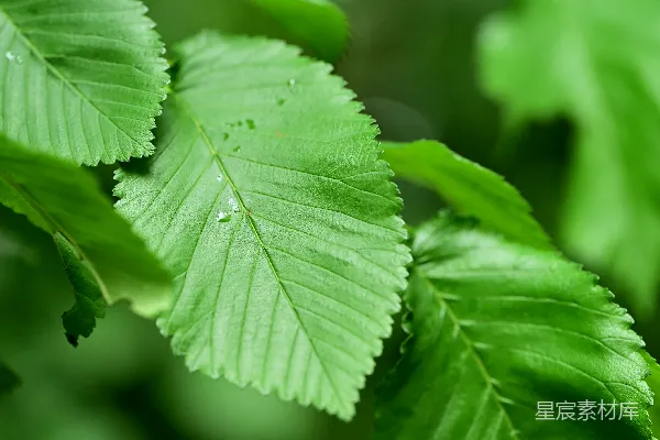 高清摄影 雨后清新绿叶