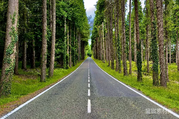 高清摄影 森林中的公路