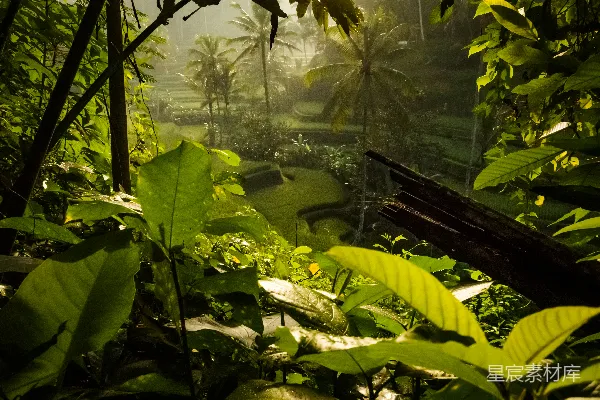 高清摄影 雨后热带雨林