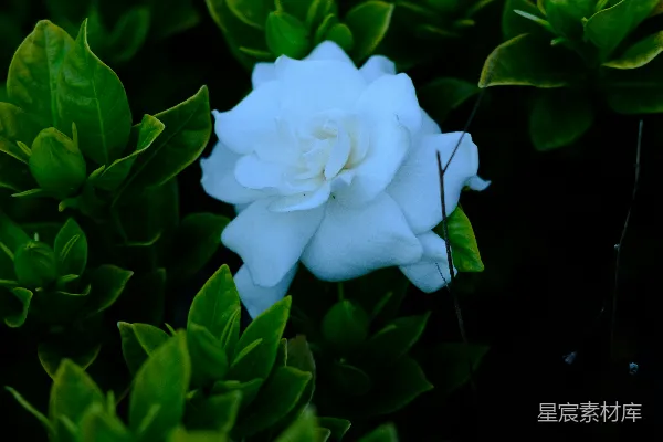 高清摄影 白花与绿叶的静谧