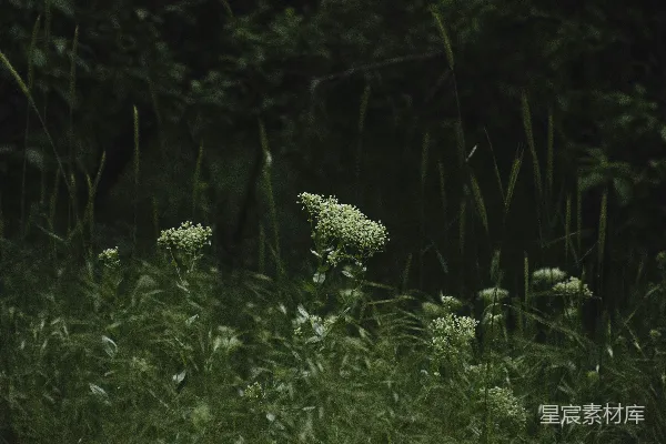 高清摄影 幽暗森林中的野花