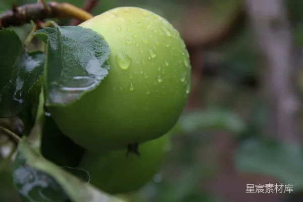 高清摄影 雨后树上的青苹果