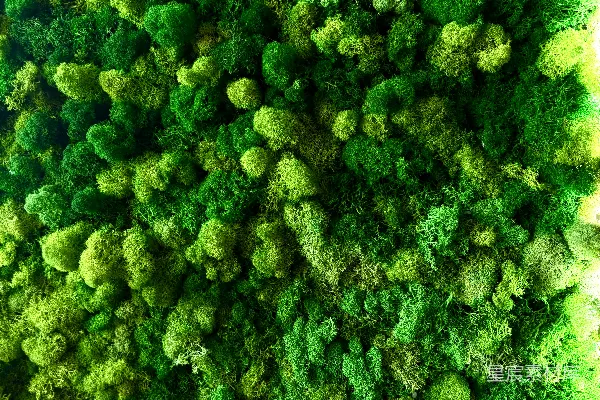 高清摄影 绿意盎然的苔藓墙