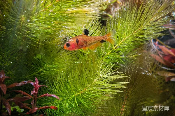高清摄影 水族馆里的小鱼与绿植