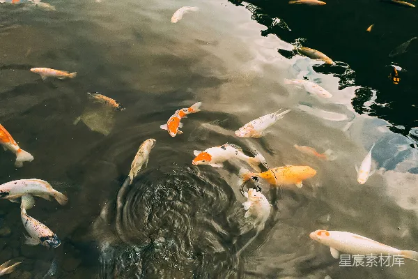 高清摄影 池塘中的锦鲤