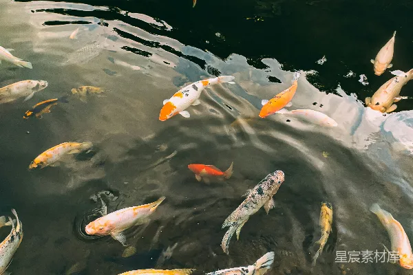 高清摄影 锦鲤池塘
