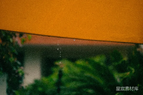 高清摄影 雨后植物的倒影
