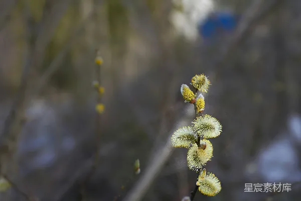 高清摄影 早春的柳絮
